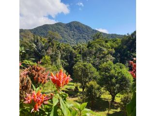 A Daintree Garden Guest house, Diwan - 3