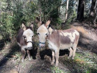 A Delightful Farm Stay, Close to Bendigo Apartment, Victoria - 4