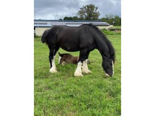 Accomodation in maroon, near Boonah in scenic rim Guest house, Queensland - 2