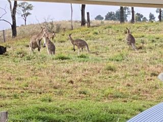 Accomodation in maroon, near Boonah in scenic rim Guest house, Queensland - 4