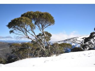 Alpine Heights 9 Guest house, Mount Hotham - 5
