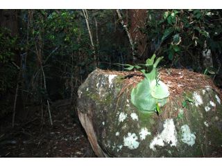 Wollumbin Palms Rainforest Retreat Hotel, Uki - 4
