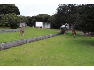 Anglesea Family Caravan Park Accomodation, Anglesea - 3