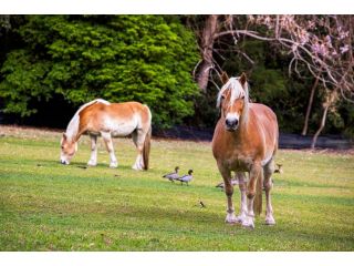 Anne's Coastal Farm House Guest house, New South Wales - 2