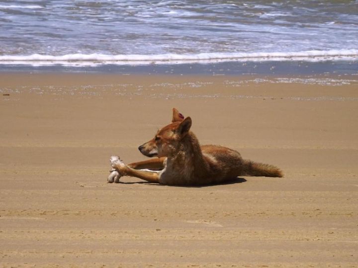 Apurla Island Retreat Guest house, Fraser Island - imaginea 15