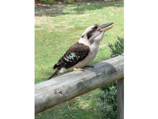 At Melaleuca 3 Guest house, Point Lookout - 5