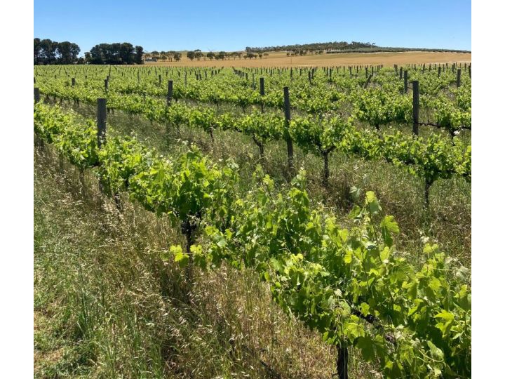 Belalie Wines Farm stay, South Australia - imaginea 3