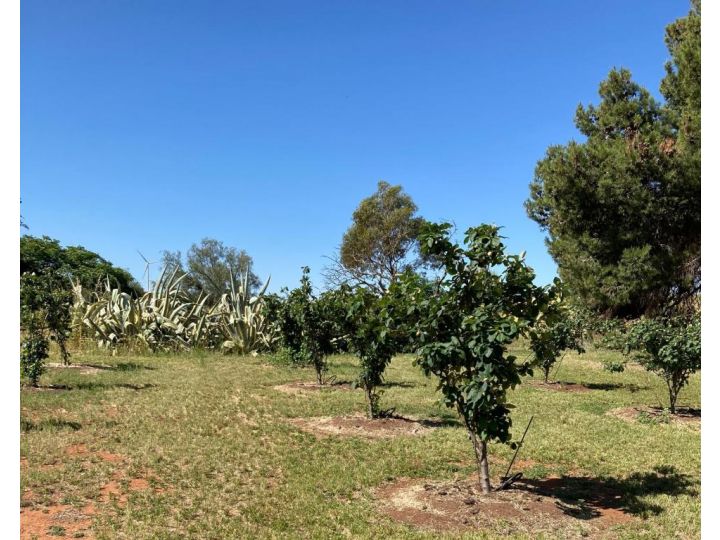 Belalie Wines Farm stay, South Australia - imaginea 8