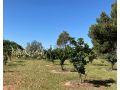Belalie Wines Farm stay, South Australia - thumb 8