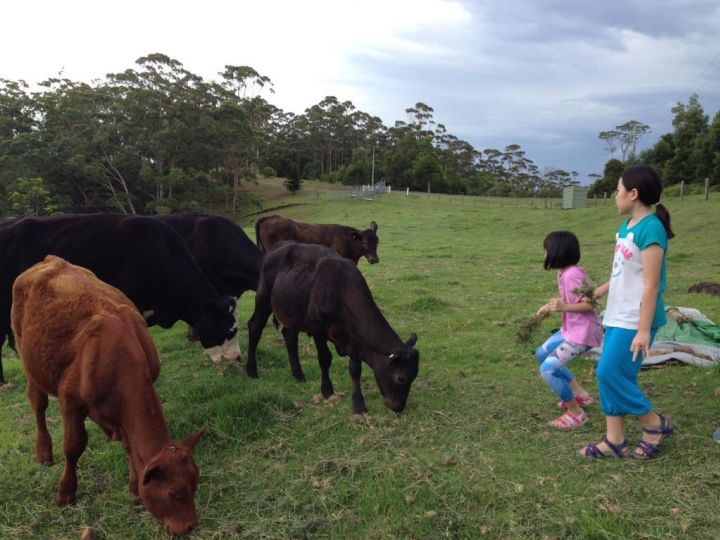 Bellview Farm stay, Queensland - imaginea 12