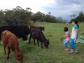 Bellview Farm stay, Queensland - thumb 12