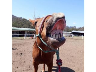 Bestbrook Mountain Farmstay Farm stay, Queensland - 4