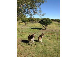 Bindoon's Windmill Farm Farm stay, Western Australia - 4