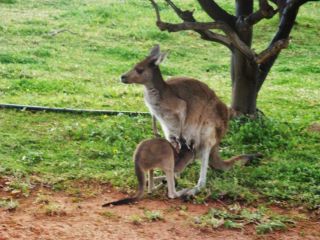 Bindoon's Windmill Farm Farm stay, Western Australia - 5