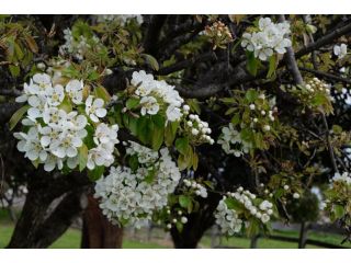 Blossoms on the Bay - Nubeena Guest house, Tasmania - 3