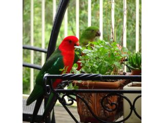 Blue Gum Cottage on Bay Bed and breakfast, New South Wales - 5