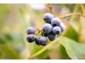 Blueberry Hills On Comleroy Farmstay - B&B and Self-Contained Cottages Farm stay, Kurrajong - thumb 15
