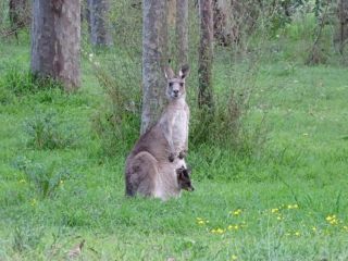 Bronte Lodge Wine Country Stay with Games Room, Cessnock Hunter Valley Guest house, New South Wales - 4