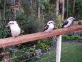 Buderim Forest Hideaway Bed and breakfast, Buderim - thumb 9