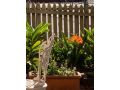 Burwood Bed and Breakfast Bed and breakfast, Sydney - thumb 5