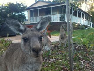 Bush & Bay Cottage Guest house, Erowal Bay - 2