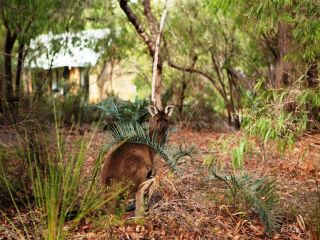 Bussells Bushland Cottages Hotel, Margaret River Town - 1