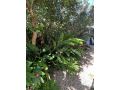 Cedar Family Getaway Villa elegant, modern, sunny Villa, Palm Cove - thumb 17