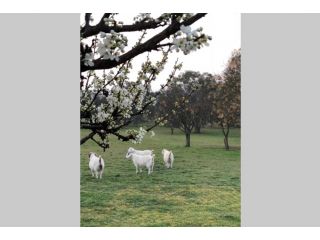 Charming Century Old Country Cottage with a touch of French elegance Guest house, New South Wales - 5