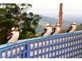 CLOUD 9 - Cliff Top Eagle Heights Guest house, Mount Tamborine - thumb 19