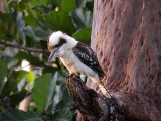 Coucals Cottage Guest house, Queensland - 5