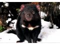 Wombat Cabin Chalet, Moina - thumb 18