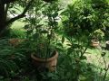 Crossways Country Inn Hotel, Marysville - thumb 3