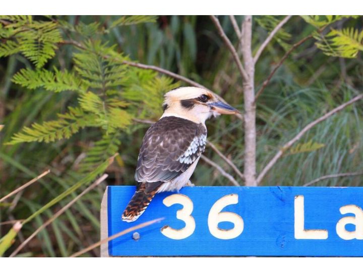 Deedy's Nest -Couple's Retreat at Mystery Bay Guest house, Mystery Bay - imaginea 8