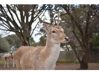 Deer Park Motor Inn Armidale Hotel, Armidale - 3
