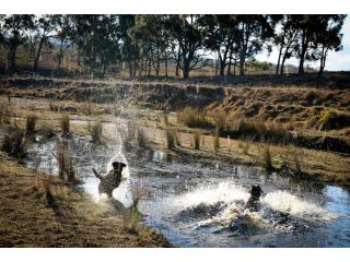 Donegal Farmstay Bed and breakfast, New South Wales - 1