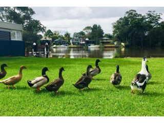 Duckys Lodge Guest house, Dora Creek - 1