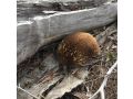 Echidna on Bruny Guest house, Bruny Island - thumb 17