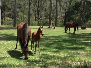 Emu Creek Retreat Campsite, New South Wales - 5