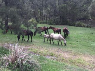 Emu Creek Retreat Campsite, New South Wales - 4