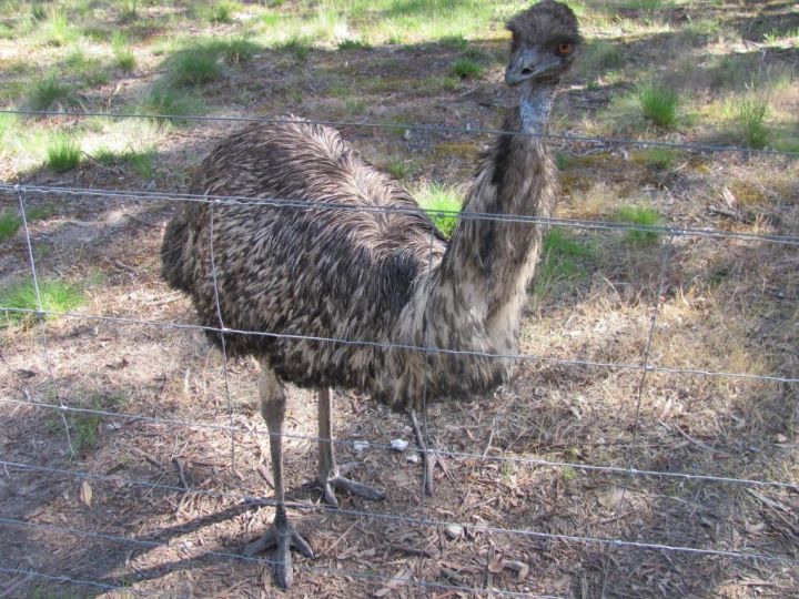 Emu Lodge Country Retreat Farm stay, Victoria - imaginea 7