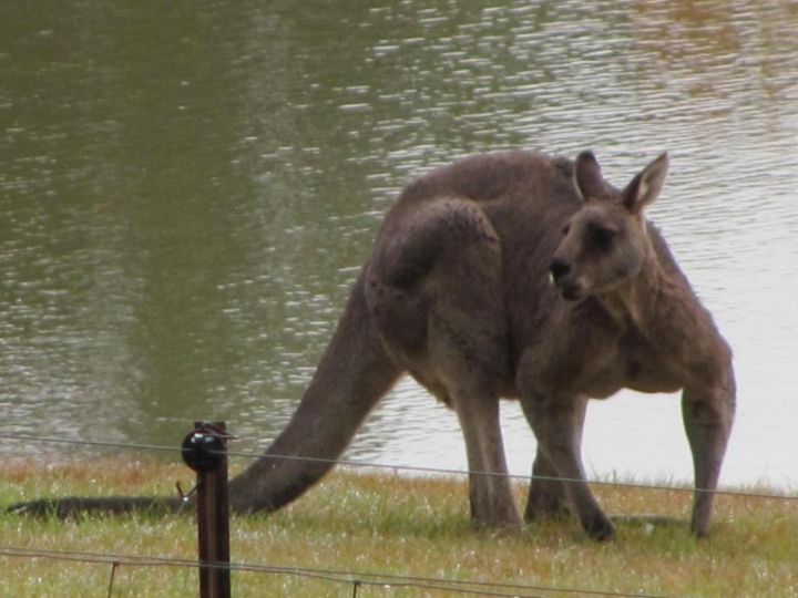 Emu Lodge Country Retreat Farm stay, Victoria - imaginea 9