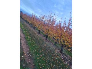 Farm on The Orchards Campsite, Victoria - 4