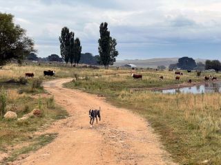 Farm Tiny Guest house, Braidwood - 3