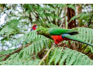 FernGlen Forest Retreat Guest house, Mount Dandenong - 1