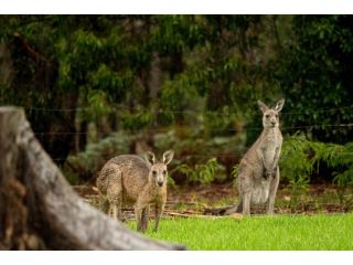 Kalaru Holiday Park Accomodation, Tathra - 2