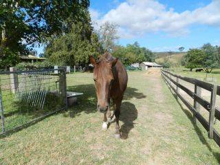 Glenfield Cottage Farm stay, Victoria - 4