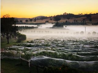 Grattai Grove Mudgee Guest house, New South Wales - 3