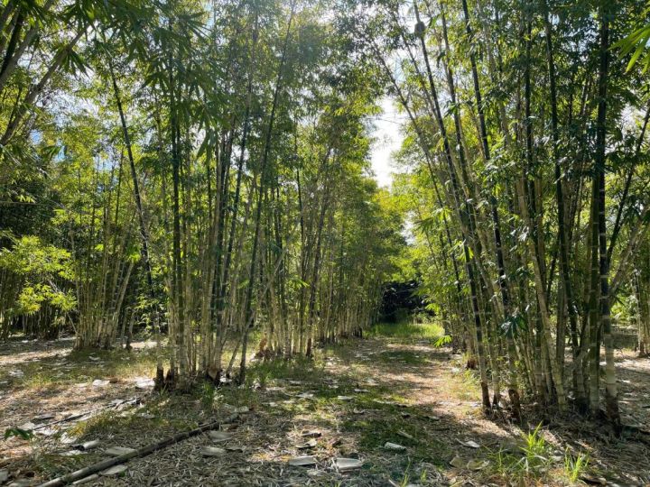 GSM Bamboo Farm RV and Caravan site Campsite, Queensland - imaginea 3