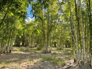 GSM Bamboo Farm RV and Caravan site Campsite, Queensland - 2