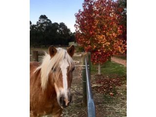 Gumleaf Cottage Farmstay Farm stay, Western Australia - 3